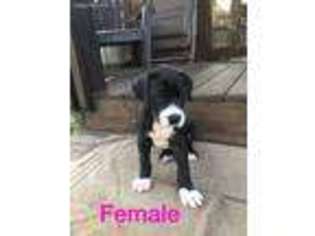 Great Dane Puppy for sale in Salem, OH, USA
