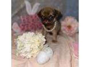 Pug Puppy for sale in Brewster, NY, USA