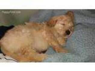 Goldendoodle Puppy for sale in Nineveh, IN, USA
