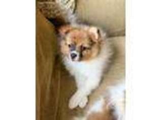 Pomeranian Puppy for sale in Hays, KS, USA
