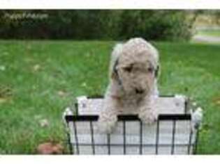 Mutt Puppy for sale in Pierz, MN, USA