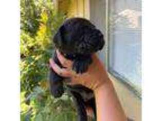 Mastiff Puppy for sale in Modesto, CA, USA