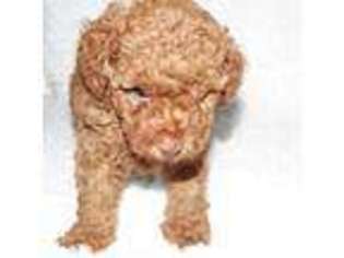 Mutt Puppy for sale in VENTURA, CA, USA