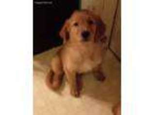 Golden Retriever Puppy for sale in Gilmer, TX, USA