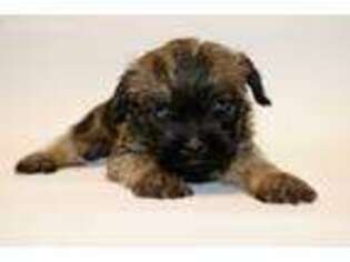 Affenpinscher Puppy for sale in Revere, MO, USA