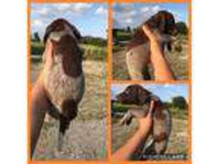 German Shorthaired Pointer Puppy for sale in Crossville, TN, USA