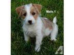 Jack Russell Terrier Puppy for sale in YAKIMA, WA, USA