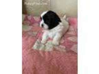 Mutt Puppy for sale in Greene, IA, USA