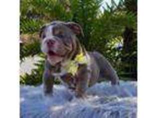 Bulldog Puppy for sale in Cape Coral, FL, USA
