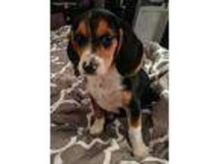 Beagle Puppy for sale in Lake Stevens, WA, USA