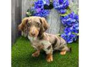 Dachshund Puppy for sale in Lagrange, IN, USA