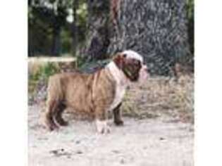 Olde English Bulldogge Puppy for sale in Liberty Hill, TX, USA