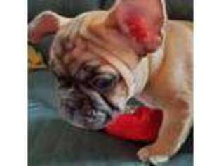 French Bulldog Puppy for sale in Uhrichsville, OH, USA