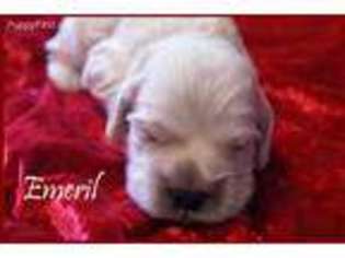 Cocker Spaniel Puppy for sale in Azle, TX, USA