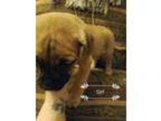 Mastiff Puppy for sale in Las Vegas, NV, USA