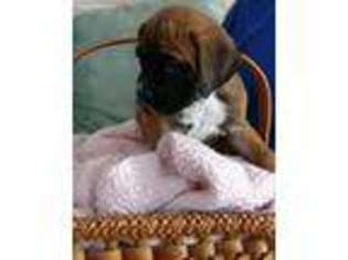 Boxer Puppy for sale in Rochester, NH, USA