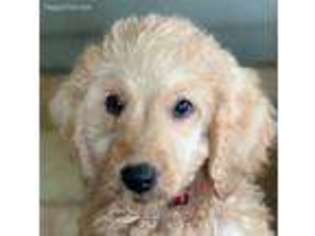 Goldendoodle Puppy for sale in Auburndale, FL, USA