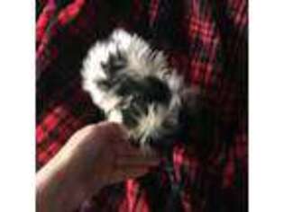 Mutt Puppy for sale in Mc Calla, AL, USA