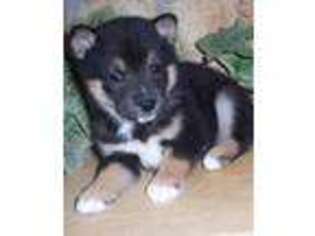Shiba Inu Puppy for sale in Nashville, TN, USA