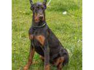 Doberman Pinscher Puppy for sale in Ellenville, NY, USA