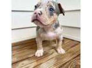 Mutt Puppy for sale in Arlington, VA, USA