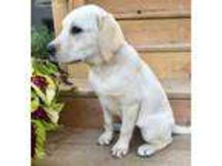 Labrador Retriever Puppy for sale in Yorkville, IL, USA