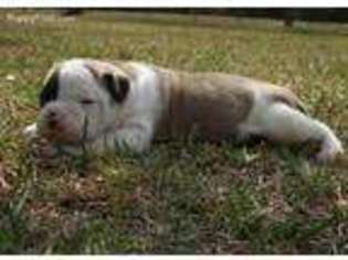 American Bulldog Puppy for sale in Jesup, GA, USA