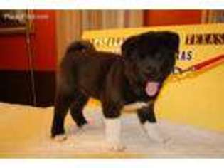 Akita Puppy for sale in Marshall, TX, USA