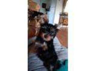 Yorkshire Terrier Puppy for sale in Whiting, NJ, USA