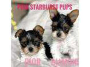 Yorkshire Terrier Puppy for sale in Wade, NC, USA