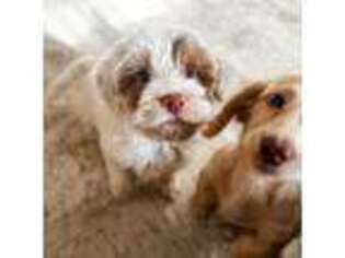 Australian Labradoodle Puppy for sale in Manhattan, KS, USA