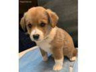Pembroke Welsh Corgi Puppy for sale in Corona, CA, USA