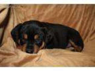 Rottweiler Puppy for sale in Pineville, MO, USA