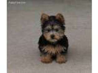 Silky Terrier Puppy for sale in Waterville, KS, USA