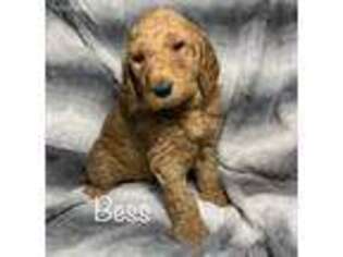 Goldendoodle Puppy for sale in Grant City, MO, USA