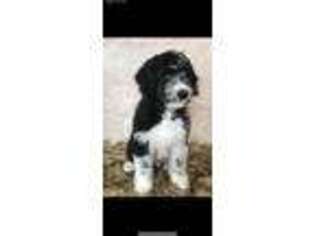 Mutt Puppy for sale in Pikeville, KY, USA