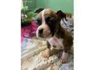 Boxer Puppy for sale in Marlette, MI, USA