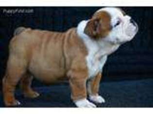 Bulldog Puppy for sale in Kissee Mills, MO, USA