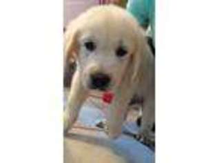 Medium Photo #1 Mutt Puppy For Sale in Charlotte, NC, USA