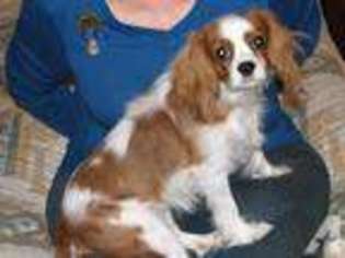 Cavalier King Charles Spaniel Puppy for sale in CAREFREE, AZ, USA
