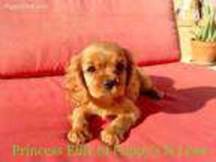 Cavalier King Charles Spaniel Puppy for sale in Phoenix, AZ, USA