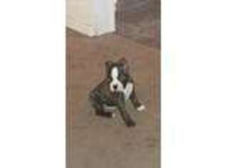 Boston Terrier Puppy for sale in Oak Grove, MO, USA