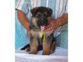 German Shepherd Dog Puppy for sale in Baldwin, GA, USA