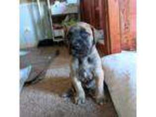 Great Dane Puppy for sale in Provo, UT, USA