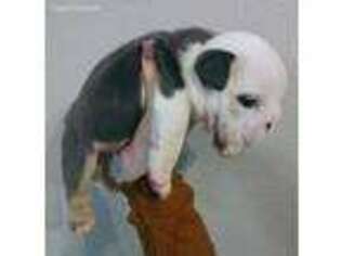 Bulldog Puppy for sale in Hanford, CA, USA