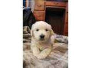 Mutt Puppy for sale in Reinholds, PA, USA