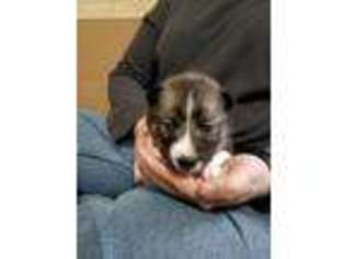 Siberian Husky Puppy for sale in Doylestown, OH, USA