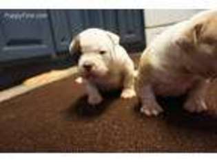 American Bulldog Puppy for sale in Yuba City, CA, USA