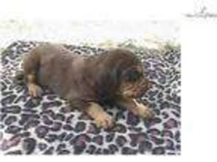 Bloodhound Puppy for sale in Macon, GA, USA