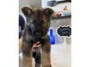 German Shepherd Dog Puppy for sale in Waddell, AZ, USA